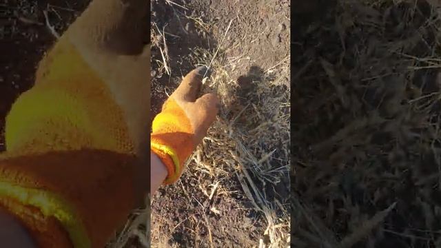Мыши прячут зерно смотреть онлайн