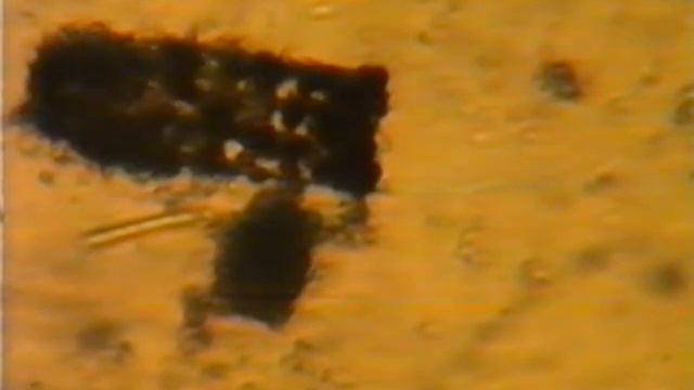 1998 год Видеозапись через микроскоп