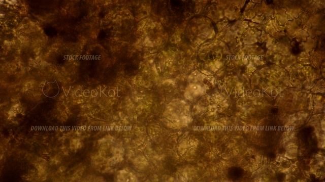 Microcosmic background of the simplest microorganisms under the microscope смотреть онлайн