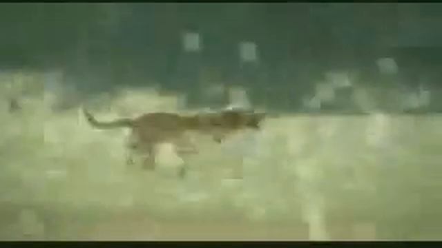 Собачья Жизнь. смотреть онлайн