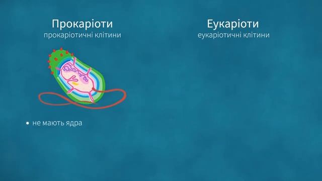Біологія. Підготовка до ЗНО. Бактеріальна клітина.