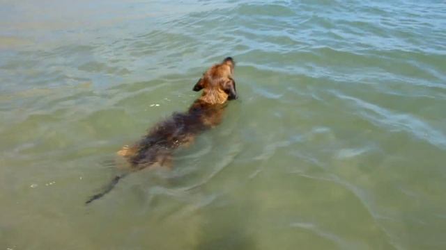 Рой пловец. Сентябрь 2016 г. смотреть онлайн