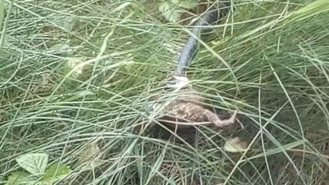 Уж поймал жабу смотреть онлайн