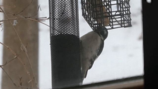 Downy woodpecker outside my window on set feeder. 2-9-21 смотреть онлайн