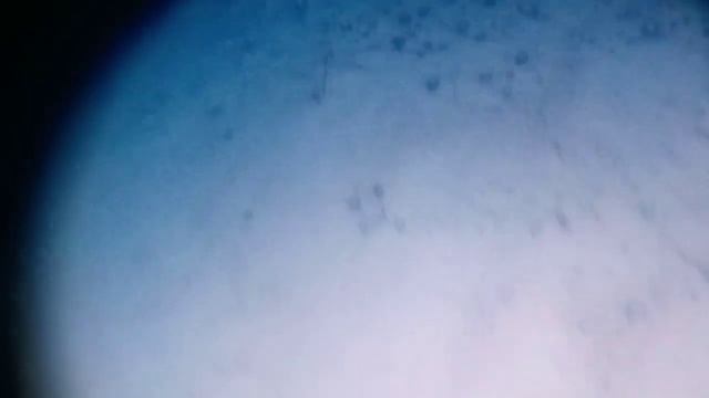 пряник под микроскопом