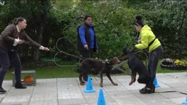 Догтренинг 458. ТОП-5 ошибок недели.