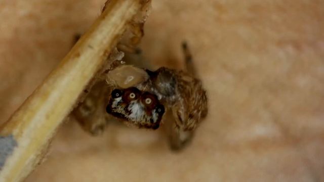 Паучок 0,5 мм которое укусил человека паука под микроскопом