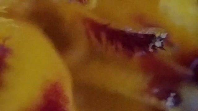 Бархатцы под микроскопом. Завораживающие кадры.