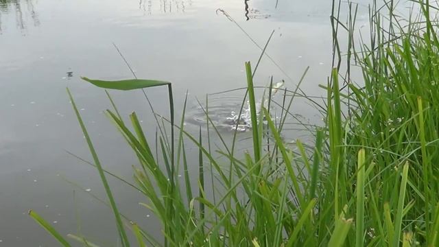 Домик у речки. Рыбачим на нашей речке. смотреть онлайн