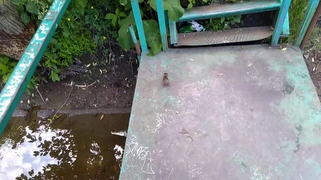 Готовая хатка для бобров из причала у зоопарка. смотреть онлайн