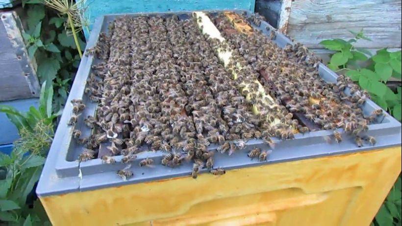 пчеловодство на ячейке 4,9 мм - часть 14, ставлю 5 рамок вощины 2.09.2024 смотреть онлайн