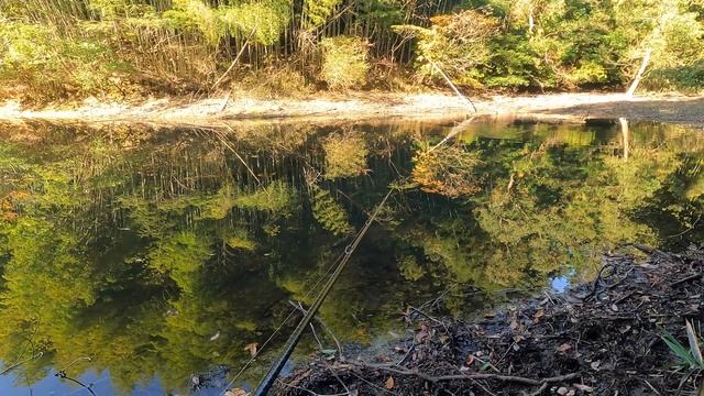 【Bass Fishing】 Miss a chance to catch a fish 【Topwater】【DODGE】 смотреть онлайн