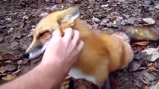 крутое видео смотреть онлайн