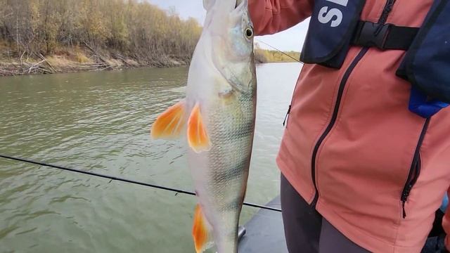 Осенние ТРОФЕИ и наши РАБОЧИЕ приманки 🎣🎣🎣💯 смотреть онлайн