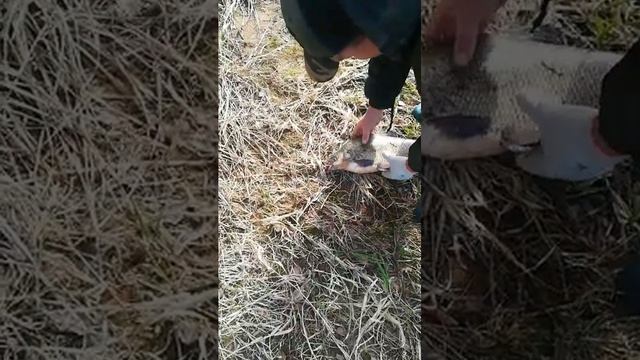 Ребятки,вот такой вот Лещара) смотреть онлайн