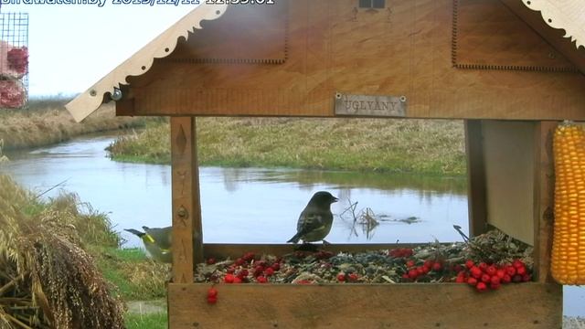 Lesnaya River Feeder 2019 12 11 12:58:49 смотреть онлайн