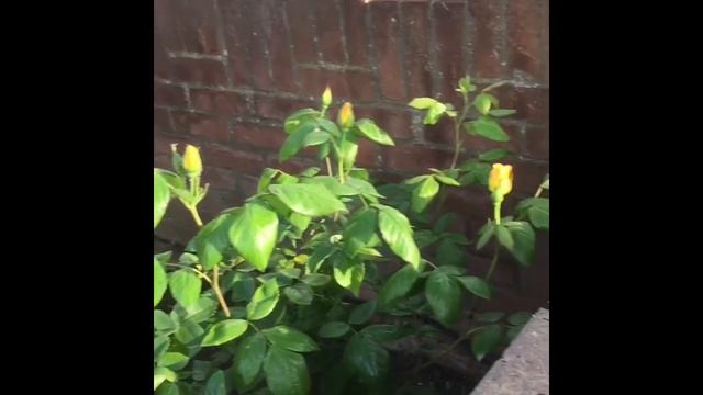 London is Blooming/ Beautiful Roses / Apple tree / Summer in London смотреть онлайн