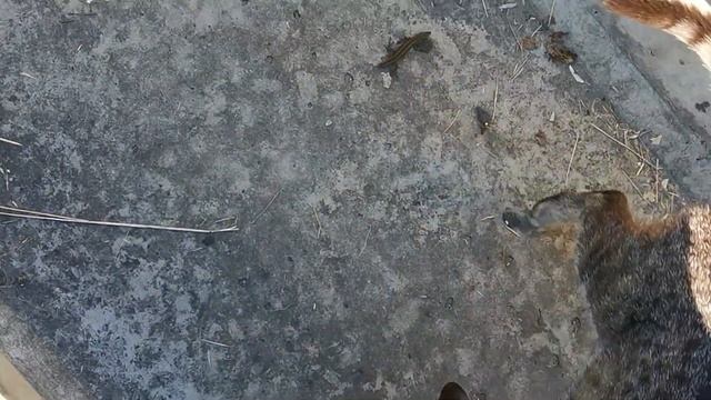Хроники карантина. Кот ловит ящерицу. смотреть онлайн