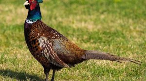 Охота на фазана с дратхааром.