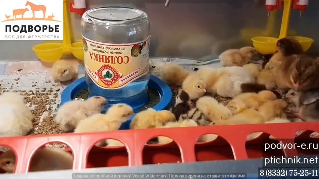 Поилка под банку для цыплят с сеточкой смотреть онлайн