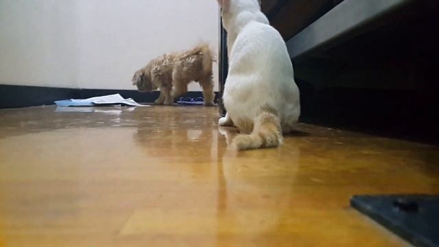My Cat Named Apple смотреть онлайн
