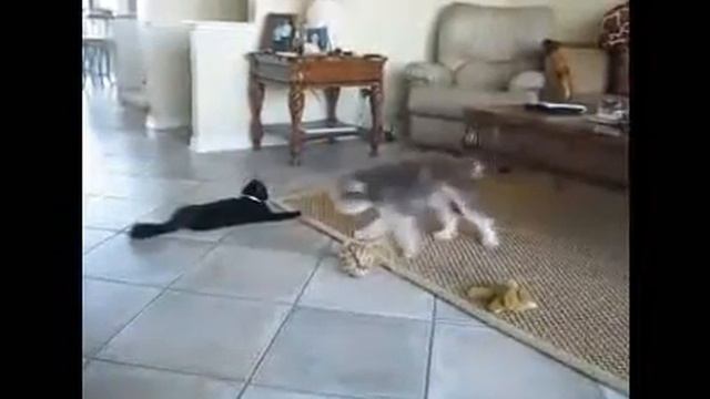 Daisy & C2, 01252010wmva..wmv