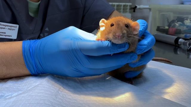 Copy_AD74A7FB-CE6A-4498-B655-E02FA7AE3A85