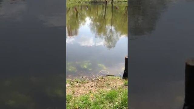 Ростокинский пруд смотреть онлайн