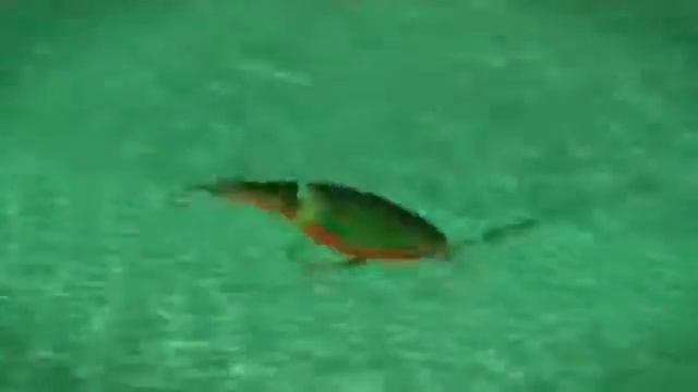 Rapala   X Rap Jointed Shad