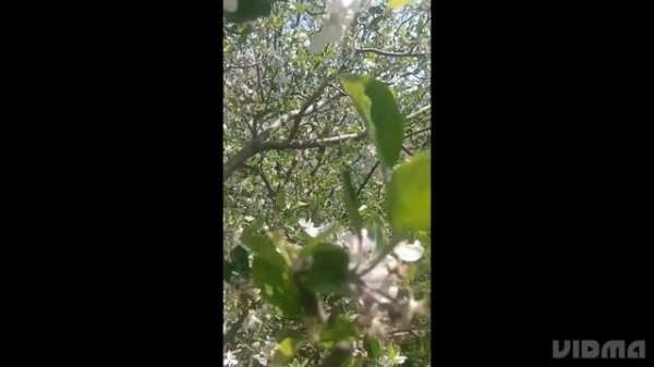 my sweet apple 🍎🍎