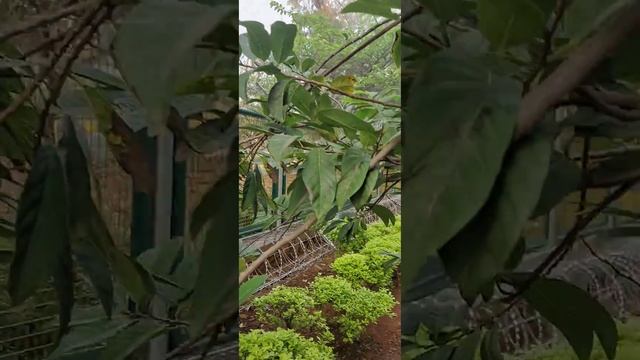 Custard Apple tree farm in our company 😍😍Vlogs😍😍😋😋😋😋 fruits 😋😋😋 смотреть онлайн