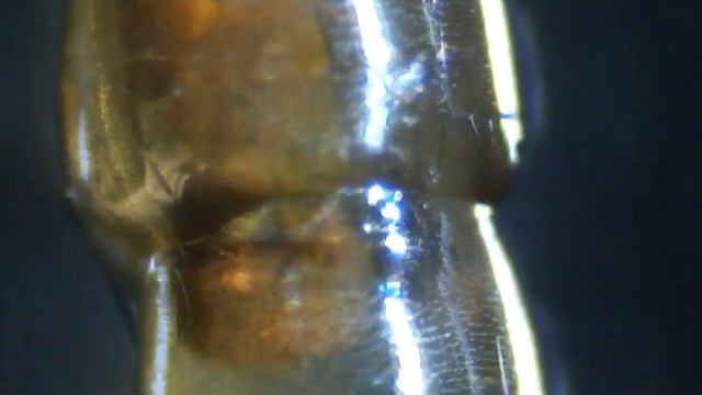 Интересное видео!!! Личинка комара под микроскопом!!!