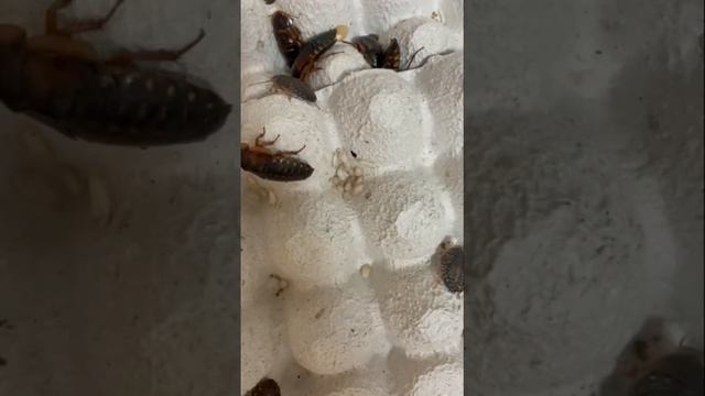 🪳の餌を変えると何が起こるのか？観察日記📓2023年7月12日 смотреть онлайн