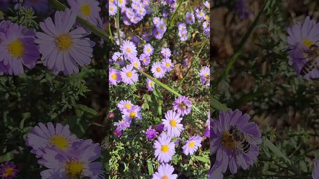 Милота смотреть онлайн