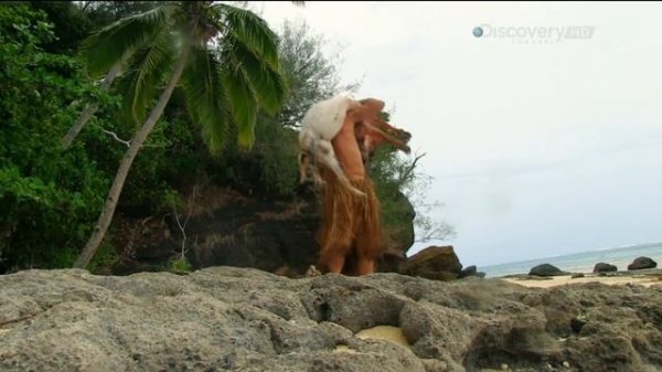 Выживание без купюр 1 сезон 3 серия. необитаемый остров