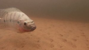 Теляпия охраняет своего малька!