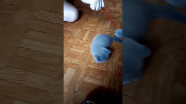 ловля мышки смотреть онлайн