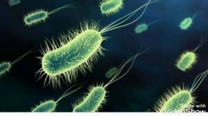 Как выглядят микробы и хорошее и плохие.