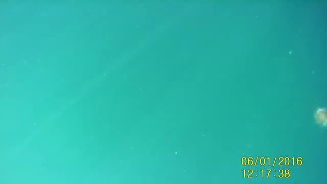 камбала и минтай остров русский владивосток 28.05.2017 смотреть онлайн