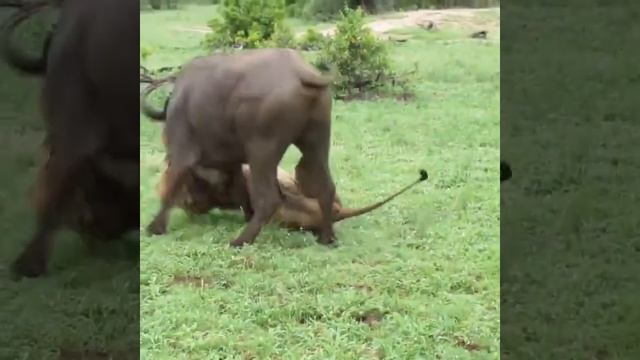 ОХОТА ЛЬВА смотреть онлайн