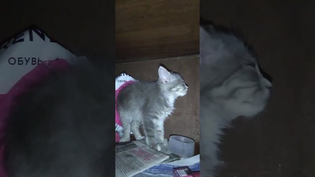 мой кот мурзик на камере в пещере 1 минуты 40 секунды