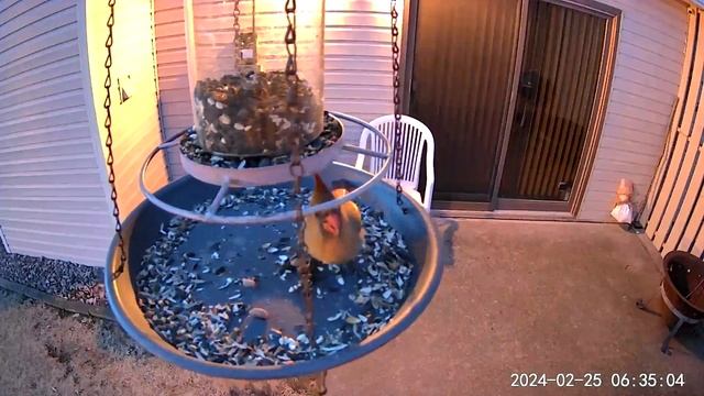 2024/02/25 - Peanut, the female Northern Cardinal, opens the feeder up & eats seeds with her peanut смотреть онлайн