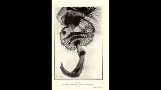 LJ150124 131 foto history Викторианская микросъемка смотреть онлайн