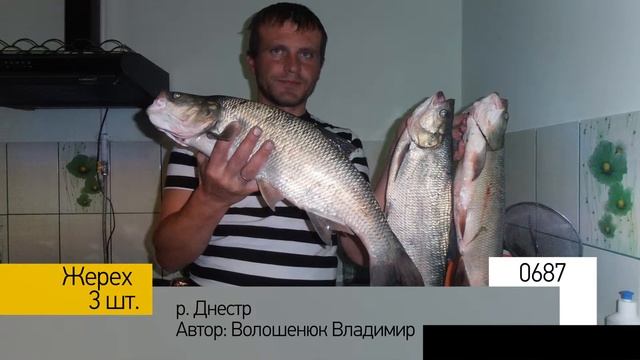 Фотоальбом - Рыбалка №137 смотреть онлайн