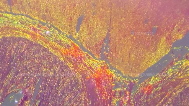 Isolated Macro Static Image Of Smooth Human Muscle Under Microscope 100x With Oblique Light