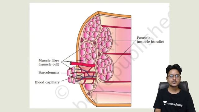 Muscle | L6 | Fast Track Revision | Unacademy NEET | Vikas Jangir | Unacademy Sapiens смотреть онлайн