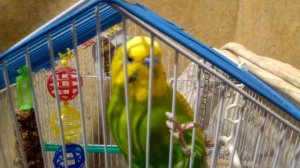 Как научить попугая говорить. Часть 1.