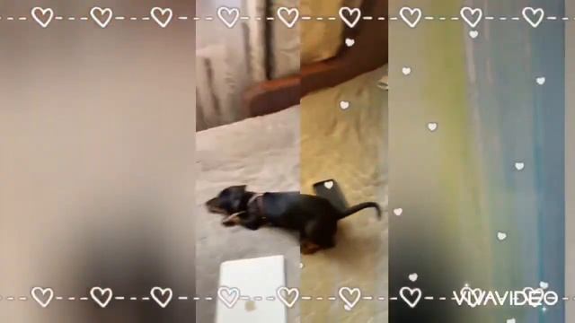 Любовь кошки и собаки!