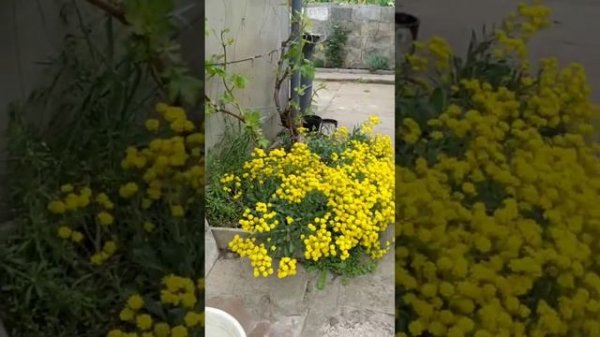 Самая красивая дача.