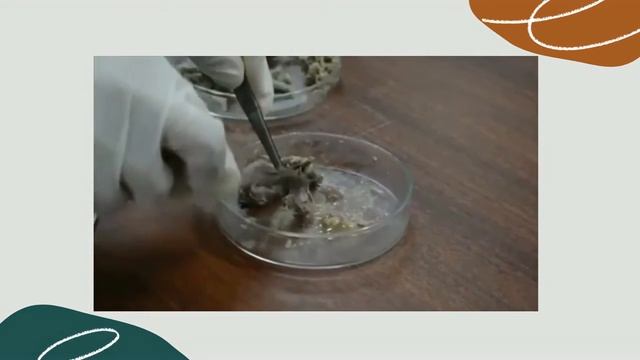 #BiologiPerikananIPB  Raker  Makanan Ikan MSP 55